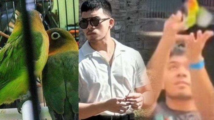 Aksi Saaih Halilintar lepas Lovebird yang dijual di pinggir jalan.