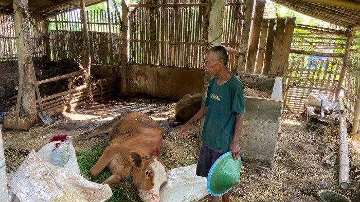 Sapi di kandang milik Kayun Dusun Setutup Desa Jimbe Kecamatan Jenangan yang diduga terkena PMK, terlihat lemes