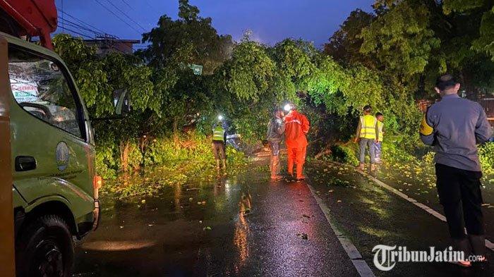 Sebuah pohon beringin berusia puluhan tahun di Jalan Sultan Agung, Kelurahan Nologaten, Kecamatan Ponorogo Kota, Kabupaten Ponorogo tumbang, Senin (18/11/2024) sore. Petugas melakukan evakuasi pohon tumbang