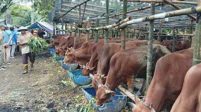 JUJUKAN JELANG IDUL ADHA - Seorang pedagang sedang merawat sapi di sebuah lapak penjualan hewan kurban di Surabaya. Penjualan hewan kurban di Surabaya pada 2025 diprediksi meningkat dibanding tahun sebelumnya.