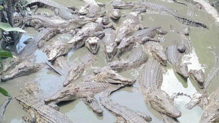 ILUSTRASI - Sosok Ibu Lempar Anaknya yang Difabel ke Kandang Buaya, Tak Tahan Disalahkan Suami karena Melahirkan