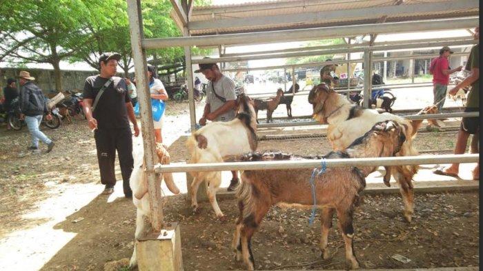 PERDAGANGAN KAMBING - Suasana perdagangan kambing di Pasar Hewan Terpadu (PHT) Kabupaten Tulungagung, Jawa Timur menjelang Idul Adha pada pasaran Pahing, Jumat (30/5/2025). Harga kambing belum ada lonjakan, sementara harta sapi sudah naik Rp 2 juta hingga Rp 4 juta per ekor.