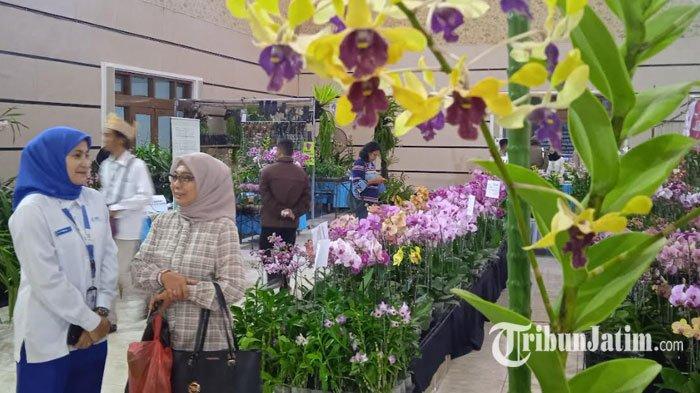 Tanaman Anggrek yang dipamerkan di Festival Anggrek Jember 2023