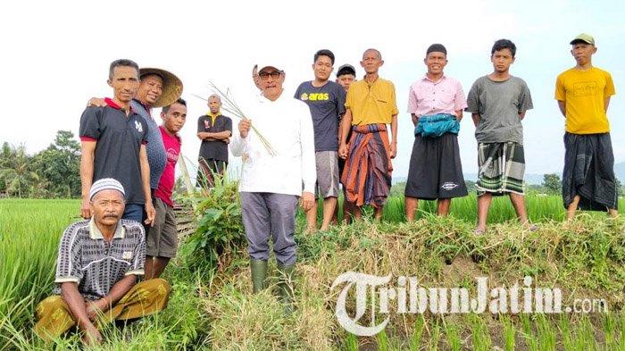 RUSAK - Wakil Bupati Jember, Djoko Susanto (baju putih) bersama petani tinjau tanaman padi di Kelurahan Kranjingan, Kecamatan Sumbersari, Jember, Jawa Timur, Minggu (6/4/2025). 30 hektare tanaman padi di Kelurahan Kranjingan, diserang tikus.