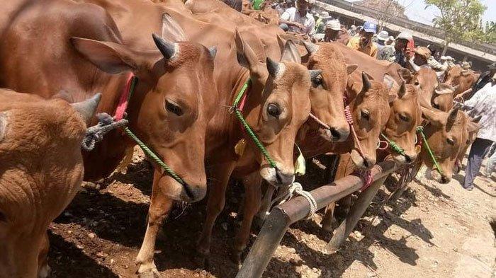 Pedagang sapi kurban di Kabupaten Sumenep, Jawa Timur, Selasa (5/7/2022).
