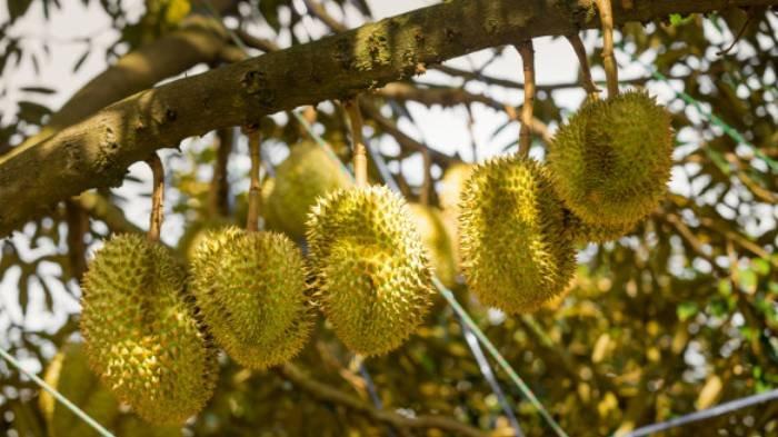 Ilustrasi pohon durian