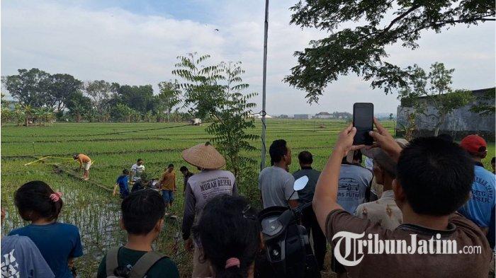 Sejumlah warga berkerumun menyaksikan penemuan jasad pekerja sawah, yang tergeletak tak bernyawa di sawah akibat tersengat listrik jebakan tikus, Desa Legokulon, Kecamatan Kasreman, Kabupaten Ngawi, Minggu (5/5/2024).