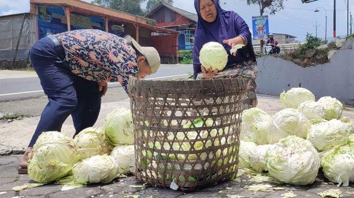 Pasangan suami istri Slamet Sudarsono dan Warti menyedekahkan kubis hasil panenan mereka karena harga jualnya anjlok di Kaponan, Pakis, Magelang, Sabtu (28/9/2024).
