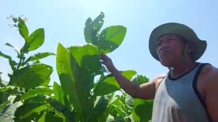 PANEN - (arsip), Petani Tembakau Desa Ngale, Kecamatan Pilangkenceng, Kabupaten Madiun, memanen tembakau di lahan seluas seperempat hektar miliknya. Ditengah cuaca tidak bersahabat, Dinas Pertanian, dan Perikanan Kabupaten Madiun menyarankan para petani menunda menanam tembakau.