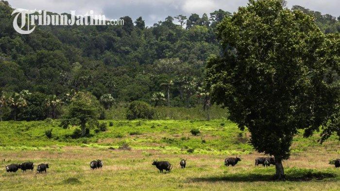 Pesona alam di Taman Alas Purwo Banyuwangi.