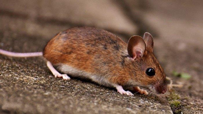 Tikus