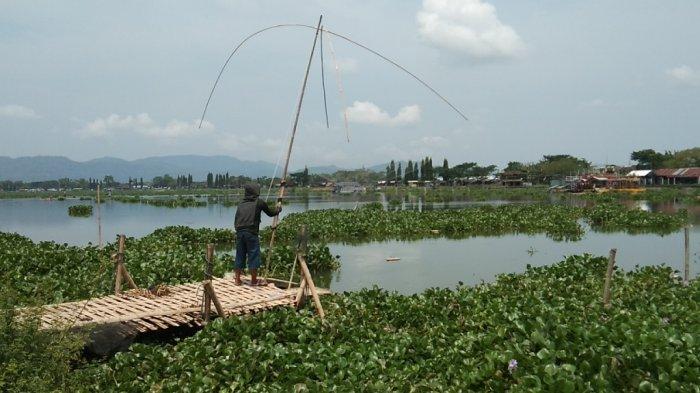 Seorang warga sedang menangkap ikan dengan menggunakan jala tradisional di Rawa Jombor, Desa Krakitan, Kecamatan Bayat, Kabupaten Klaten, Jawa Tengah, Jumat (25/3/2022).