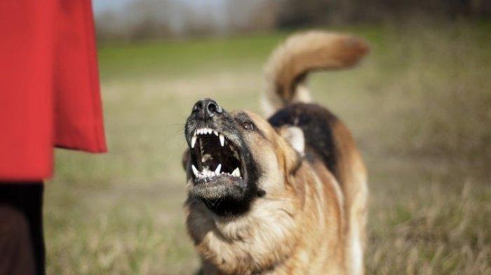 11 Arti Mimpi Digigit Anjing di Tangan, di Kaki, di Leher Menurut Primbon, Tanda Anda Hadapi Berbagai Rintangan