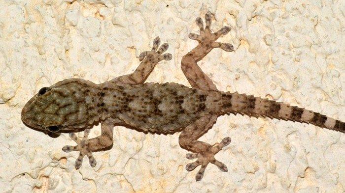6 Arti Mimpi Tentang Tokek Menurut Primbon Jawa, Apakah Ini Pertanda Buruk?