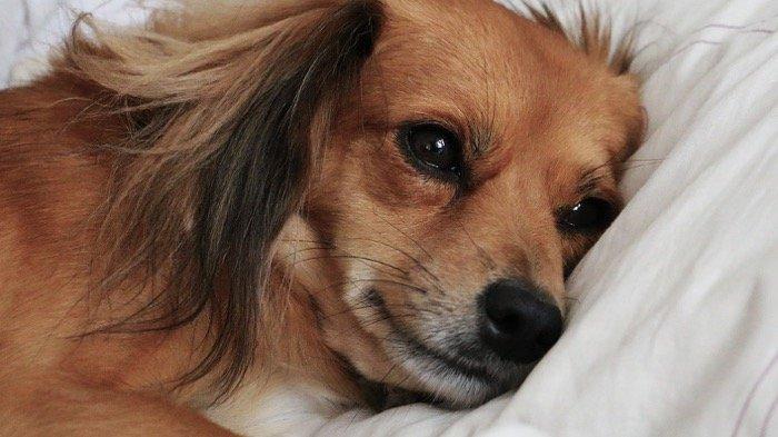 Arti bermimpi anjing hamil dapat memiliki campuran implikasi positif dan negatif, yang dapat membantu membimbing Anda di jalan kehidupan.