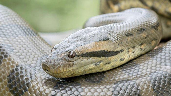 4 Arti Mimpi Anaconda Ada di Rumah Menurut Islam, Konon Bahaya dan Peluang Bisa Datang Bersamaan
