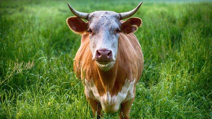 9 Arti Mimpi Sapi Menurut Islam, Pertanda Ada Kemakmuran & Kebahagiaan Mengetuk Dunia Nyata