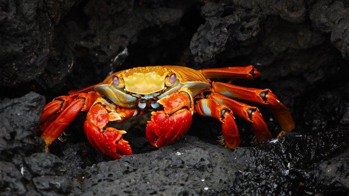 9 Arti Mimpi Kepiting Menurut Primbon Jawa, Apa Artinya?