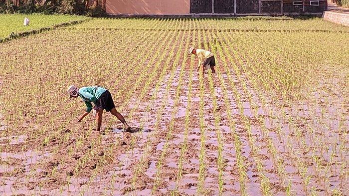 Aktivitas petani di sawah wilayah Kalurahan Bumirejo, Kapanewon Lendah, Kulon Progo, belum lama ini. DPP Kulon Progo mengklaim pertanian aman dari potensi kekeringan.