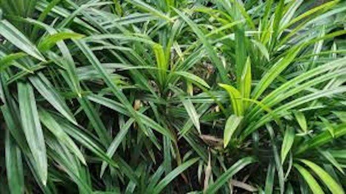 Arti Mencium Bau Daun Pandan di Malam Hari, dari Mistis Hingga yang Rasional