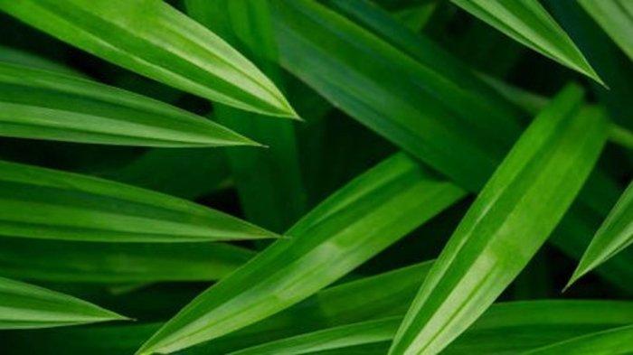Arti Mencium Bau Daun Pandan di Malam Hari, dari Mistis Hingga yang Rasional