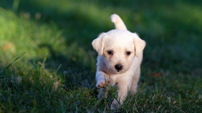 9 Arti Mimpi Anjing Putih Menurut Primbon Jawa, Konon Panggilan Spiritual