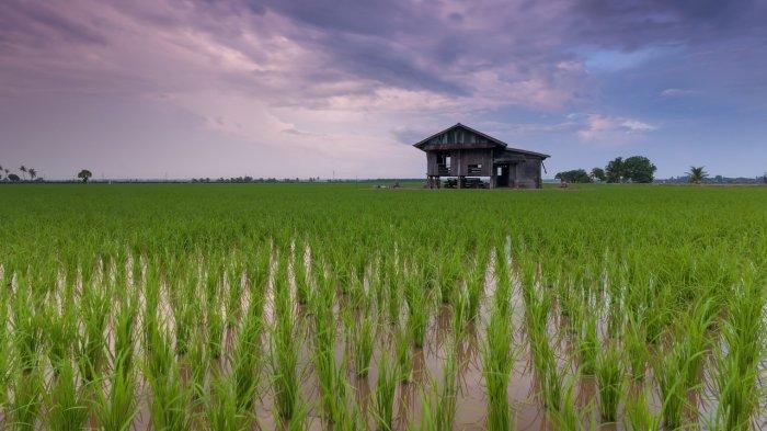 5 Arti Mimpi Main di Sawah Menurut Primbon Jawa, Konon Bisa Jadi Pertanda Rezeki Datang