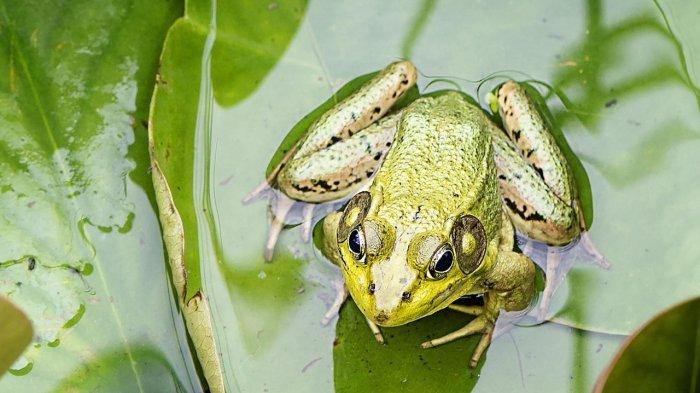 21 Arti Mimpi Tentang Katak Menurut Primbon dan Spiritual, Pesan Apa yang Dibawakan untuk Anda?
