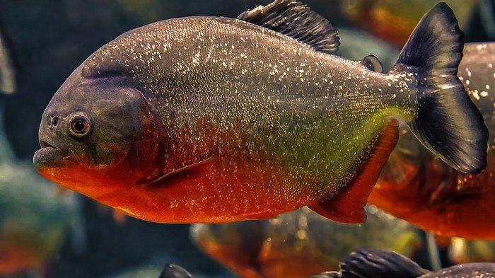 15 Arti Mimpi Tentang Piranha, Mandi dengan Piranha, Membunuh Piranha, Pelihara Piranha