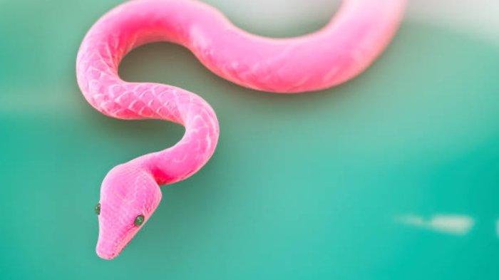 8 Arti Mimpi Ular Pink atau Merah Muda Menurut Primbon, Apa Ada Makna Mendalam?