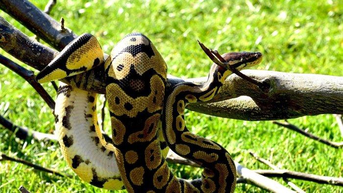 11 Arti Mimpi Ular Piton Menurut Islam, Benarkah Ada Rezeki Datang?