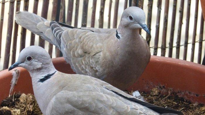 Arti Pertanda Burung Perkutut Bunyi di Malam Hari, Benarkah Ada Arwah Jahat?
