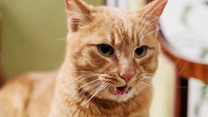 11 Arti Mimpi Tentang Kucing Oren, Digigik Kucing Oren Menurut Primbon, Pertanda Apa Ini?