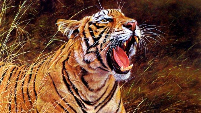 Arti mimpi digigit harimau atau digigit macan menurut Primbon Jawa