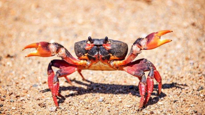 9 Arti Mimpi Melihat Kepiting, Menangkap Kepiting Menurut Pandangan Islam, Pertanda Apa Ini?