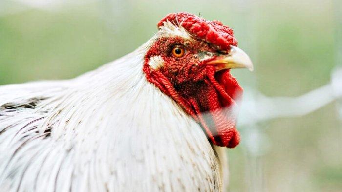 ayam