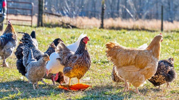 Arti mimpi memiliki banyak ayam menurut Primbon Jawa