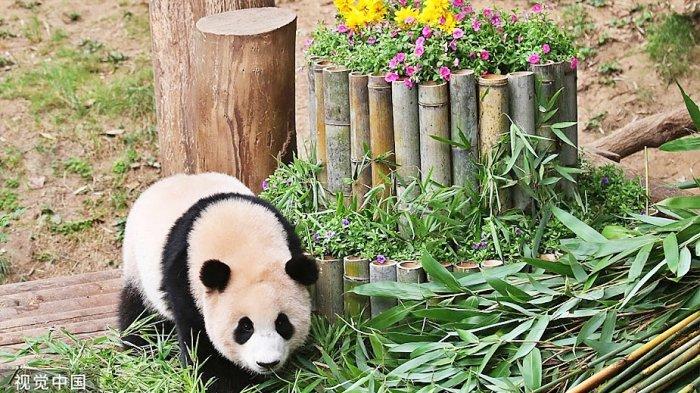 Fu Bao, panda pertama yang lahir di Korea Selatan