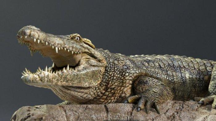 Buaya