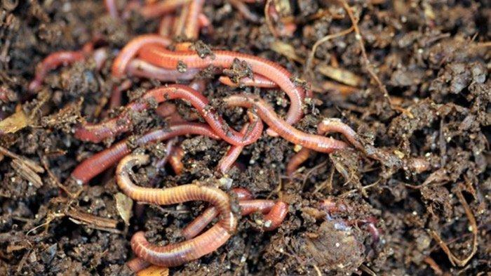 Hati-hati! Inilah 11 Arti Mimpi Cacing, Banyak Cacing Menurut Primbon Jawa, Tak Melulu Keberuntungan