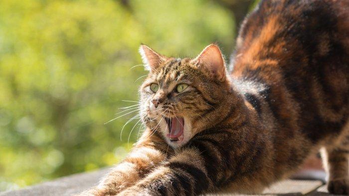5 Arti Mimpi Diserang Kucing, Dicakar Kucing, Hidup Dipenuhi Rasa Takut dan Bahaya