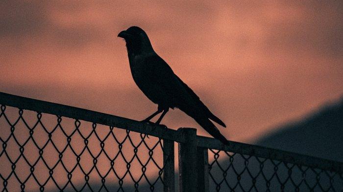 Ilustrasi foto burung gagak, suara burung gagak