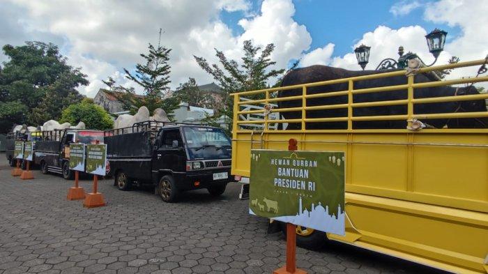 Presiden Jokowi menyumbang seekor sapi untuk disembelih di Gunungkidul saat hari raya Idul Adha tahun ini