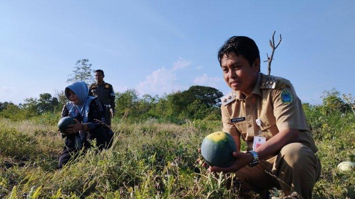 Wakil Bupati Gunungkidul Heri Susanto (kanan) saat meninjau semangka yang ditanam di Tanah Kas Desa (TKD) Kalurahan Grogol, Paliyan, Senin (29/05/2023).