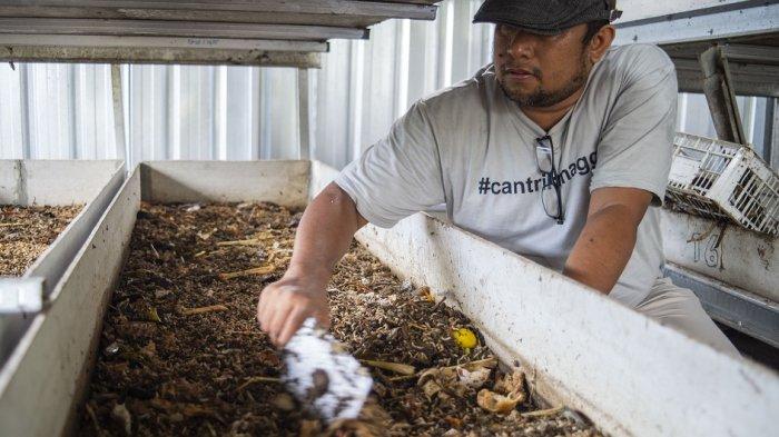 Koordinator Komunitas Omah Nyantrik Maggot, Mart Widarto, melakukan pemerataan bubur sampah yang telah dicacah oleh mesin pada biopond maggot. Biopond adalah tempat larva maggot menghabiskan sampah organik