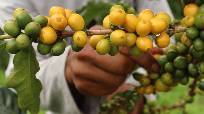 PANEN : Mujiyanto, petani sayur dan kopi di Desa Samiran, Kecamatan Selo, Boyolali, Jawa Tengah memetik buah segar kopi Yellow Caturra di kebunnya yang terletak di tepi jalan tembus Boyolali-Magelang di antara Gunung Merapi-Merbabu akhir pekan lalu. Muji mengembangjkan jenis kopi Arabika kuning ini sejak 2019 dan sudah panen hasilnya sejak tiga tahun lalu.