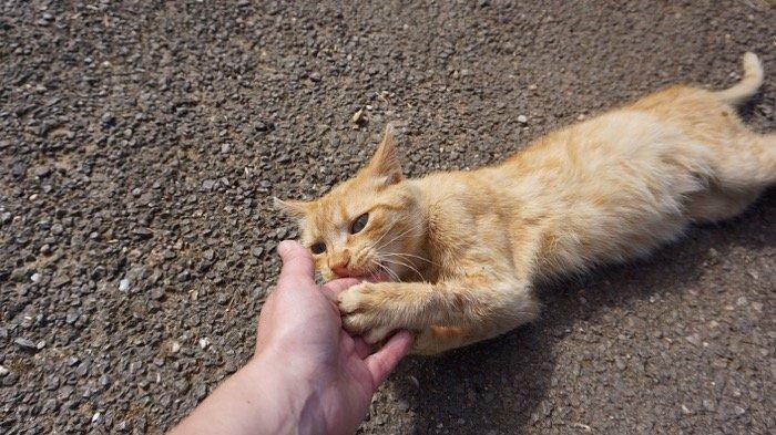 5 Arti Mimpi Digigit Kucing, Diserang Kucing Menurut Islam, Konon Rasa Takut hingga Adanya Konflik