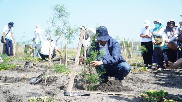 PLN Unit Induk Distribusi (UID) Jawa Tengah dan DIY melalui PLN Unit Pelaksana Pelayanan Pelanggan (UP3) Yogyakarta menggelar aksi program PLN Peduli dengan penanaman 2.500 bibit Pohon Cemara di Pantai Samas, Srigading, Sanden, Bantul, Daerah Istimewa Yogyakarta (DIY) pada Senin (27/8/2024).