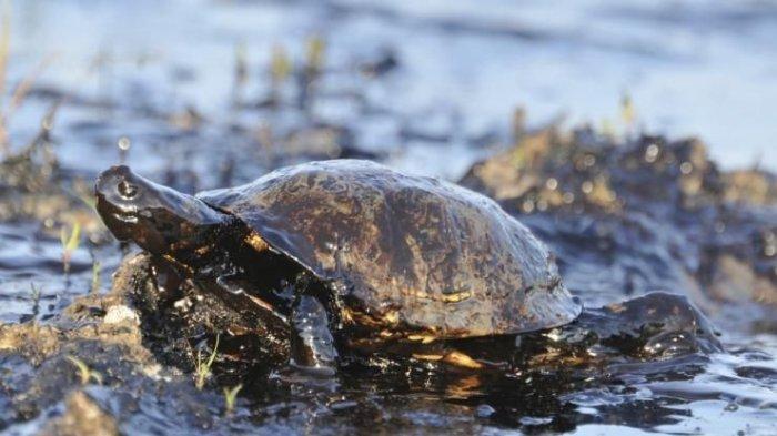 Pembuangan Limbah Nuklir di laut berdampak pada ekosistem air laut