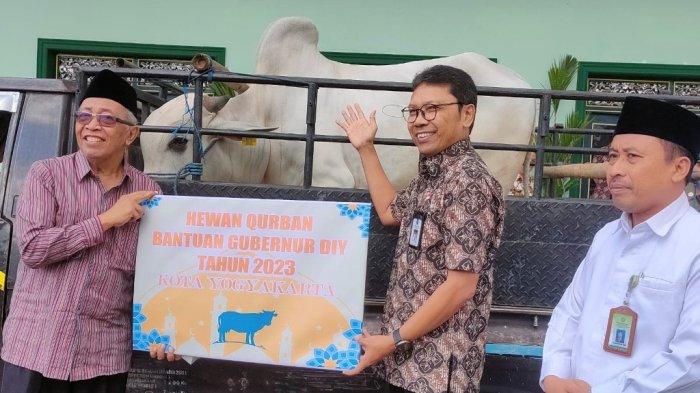 Pj Wali Kota Yogya Singgih Raharjo (tengah) menerima sapi kurban dari Gubernur DIY, di Balai Kota Yogyakarta , Selasa (27/6/2023).